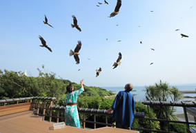 とんびの朝ごはん